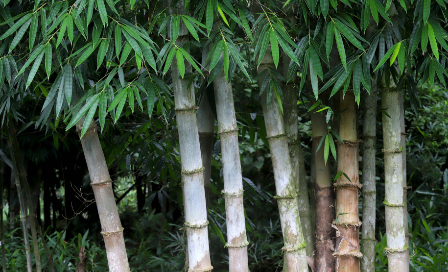 Reduto da imigração japonesa no Paraná. N/F: plantação de bambús.Antonina, 18-01-20.Foto: Arnaldo Alves / AEN.