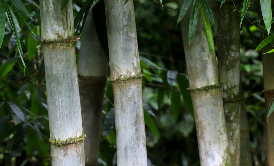 Reduto da imigração japonesa no Paraná. N/F: plantação de bambús.Antonina, 18-01-20.Foto: Arnaldo Alves / AEN.