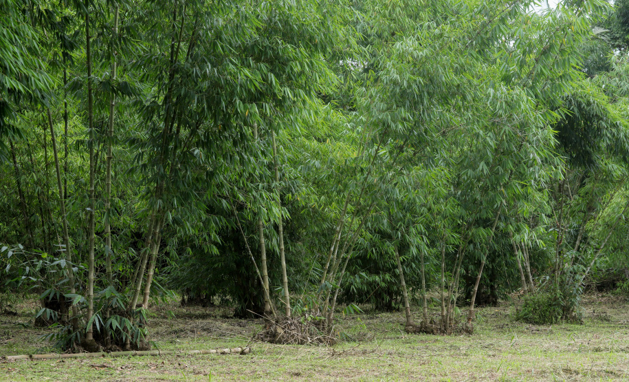 Reduto da imigração japonesa no Paraná. N/F: plantação de bambús.Antonina, 18-01-20.Foto: Arnaldo Alves / AEN.