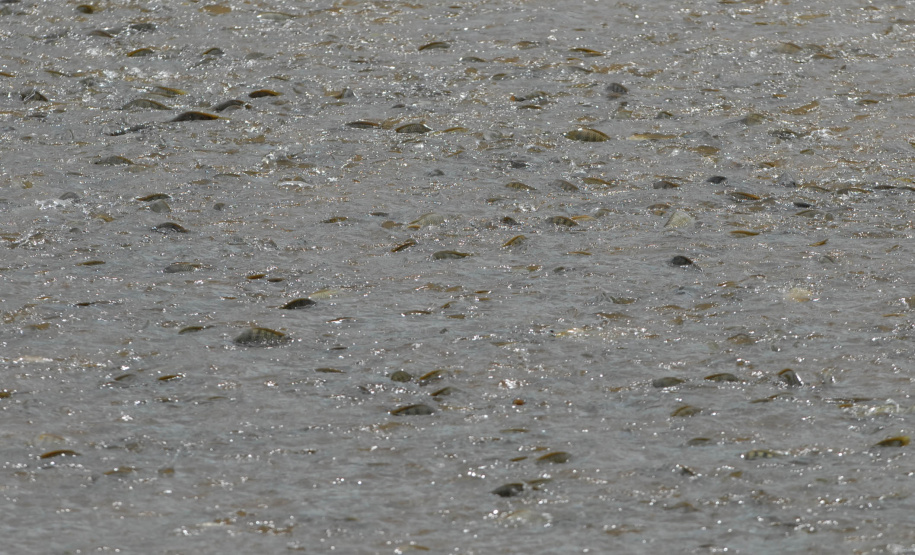 Foto: Jonas Oliveira/Arquivo-AEN