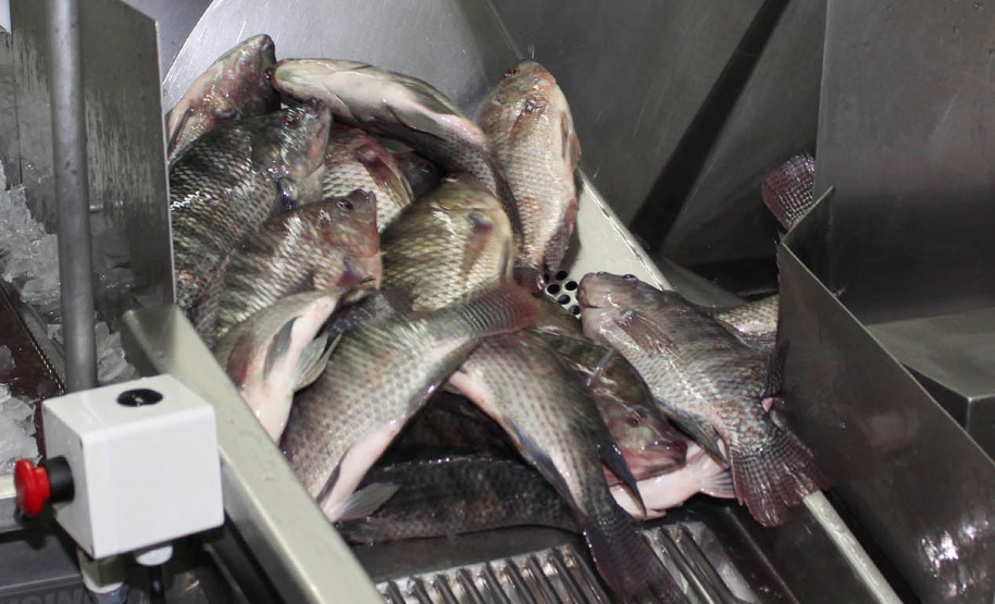 Foto: Jonas Oliveira/Arquivo-AEN