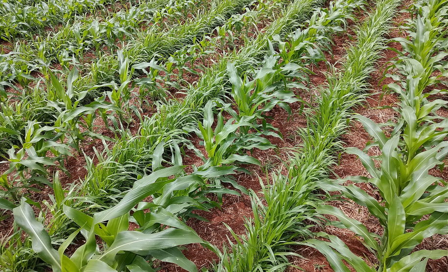 Duas portarias da Secretaria de Política Agrícola do Ministério da Agricultura, Pecuária e Abastecimento, publicadas no final do ano passado, definiram novos Zoneamentos Agrícolas de Risco Climático (Zarc) para o Paraná