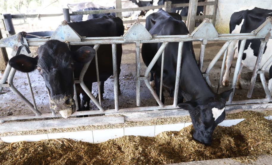 Técnica facilita adubação orgânica com dejetos de bovinos -  Foto: Arnaldo Alves / AEN.
