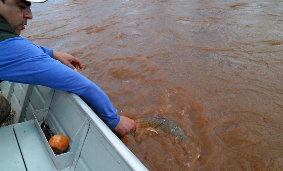 O Instituto Água e Terra anuncia o fim da piracema nesta sexta-feira (28). A partir deste sábado (29) está liberada a pesca amadora e comercial de espécies nativas nas bacias hidrográficas do Estado ? rios Piquiri, Ivaí, Tibagi, Cinzas e suas sub-bacias, Paranapanema e Paraná.  -  Curitiba, 28/02/2020  - Foto: Divulgação SEDEST