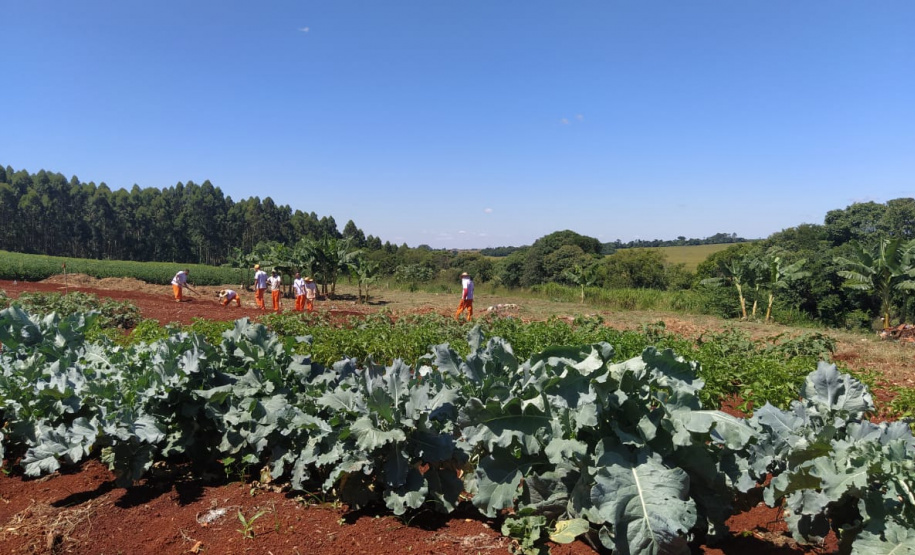 A Penitenciária Estadual de Cascavel (PEC) implementou um novo setor de trabalho para os presos: uma horta orgânica. O objetivo do projeto, denominado ?Volta ao Campo?, é prover uma alimentação com ainda mais qualidade aos detentos e, também, aos servidores do Departamento Penitenciário do Paraná (Depen) lotados na unidade, além da ressocialização, da remição de pena e da profissionalização dos detentos. - Cascavel, 28/02/2020 - Foto: Divulgação Depen PR