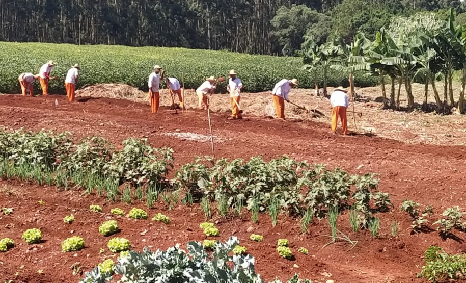 A Penitenciária Estadual de Cascavel (PEC) implementou um novo setor de trabalho para os presos: uma horta orgânica. O objetivo do projeto, denominado ?Volta ao Campo?, é prover uma alimentação com ainda mais qualidade aos detentos e, também, aos servidores do Departamento Penitenciário do Paraná (Depen) lotados na unidade, além da ressocialização, da remição de pena e da profissionalização dos detentos. - Cascavel, 28/02/2020 - Foto: Divulgação Depen PR