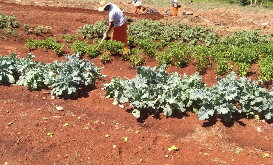 A Penitenciária Estadual de Cascavel (PEC) implementou um novo setor de trabalho para os presos: uma horta orgânica. O objetivo do projeto, denominado ?Volta ao Campo?, é prover uma alimentação com ainda mais qualidade aos detentos e, também, aos servidores do Departamento Penitenciário do Paraná (Depen) lotados na unidade, além da ressocialização, da remição de pena e da profissionalização dos detentos. - Cascavel, 28/02/2020 - Foto: Divulgação Depen PR