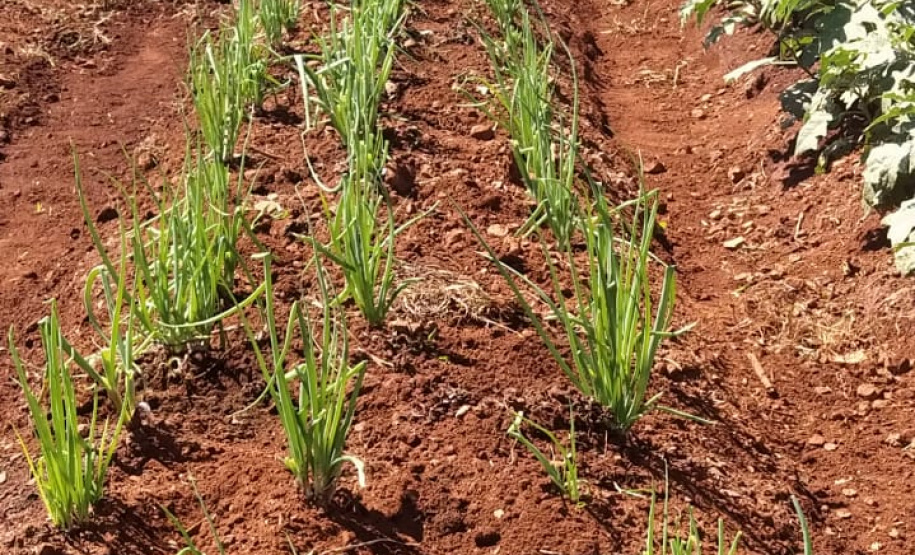 A Penitenciária Estadual de Cascavel (PEC) implementou um novo setor de trabalho para os presos: uma horta orgânica. O objetivo do projeto, denominado ?Volta ao Campo?, é prover uma alimentação com ainda mais qualidade aos detentos e, também, aos servidores do Departamento Penitenciário do Paraná (Depen) lotados na unidade, além da ressocialização, da remição de pena e da profissionalização dos detentos. - Cascavel, 28/02/2020 - Foto: Divulgação Depen PR