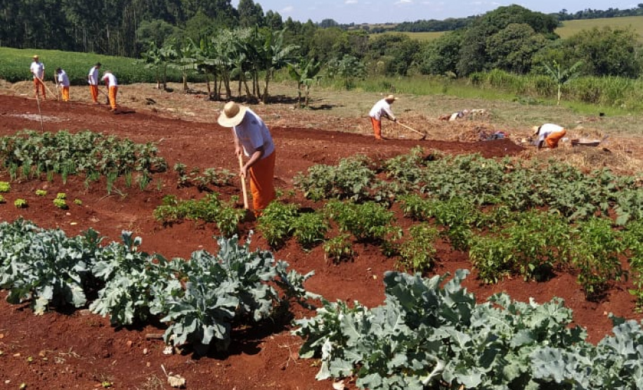 A Penitenciária Estadual de Cascavel (PEC) implementou um novo setor de trabalho para os presos: uma horta orgânica. O objetivo do projeto, denominado ?Volta ao Campo?, é prover uma alimentação com ainda mais qualidade aos detentos e, também, aos servidores do Departamento Penitenciário do Paraná (Depen) lotados na unidade, além da ressocialização, da remição de pena e da profissionalização dos detentos. - Cascavel, 28/02/2020 - Foto: Divulgação Depen PR