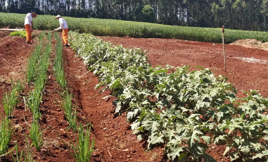 A Penitenciária Estadual de Cascavel (PEC) implementou um novo setor de trabalho para os presos: uma horta orgânica. O objetivo do projeto, denominado ?Volta ao Campo?, é prover uma alimentação com ainda mais qualidade aos detentos e, também, aos servidores do Departamento Penitenciário do Paraná (Depen) lotados na unidade, além da ressocialização, da remição de pena e da profissionalização dos detentos. - Cascavel, 28/02/2020 - Foto: Divulgação Depen PR