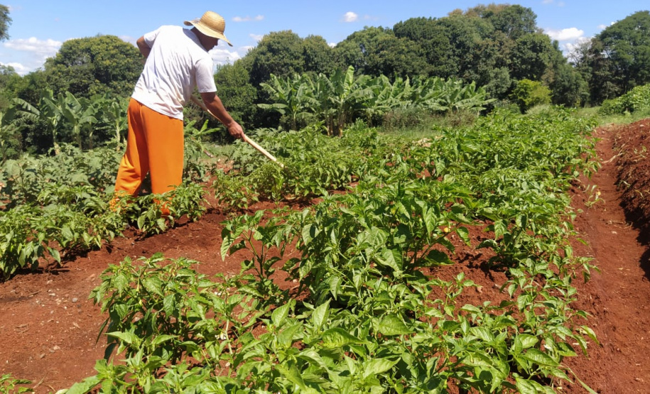 A Penitenciária Estadual de Cascavel (PEC) implementou um novo setor de trabalho para os presos: uma horta orgânica. O objetivo do projeto, denominado ?Volta ao Campo?, é prover uma alimentação com ainda mais qualidade aos detentos e, também, aos servidores do Departamento Penitenciário do Paraná (Depen) lotados na unidade, além da ressocialização, da remição de pena e da profissionalização dos detentos. - Cascavel, 28/02/2020 - Foto: Divulgação Depen PR