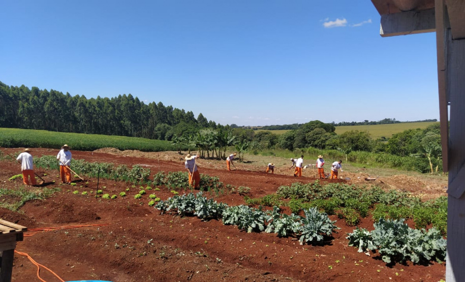 A Penitenciária Estadual de Cascavel (PEC) implementou um novo setor de trabalho para os presos: uma horta orgânica. O objetivo do projeto, denominado ?Volta ao Campo?, é prover uma alimentação com ainda mais qualidade aos detentos e, também, aos servidores do Departamento Penitenciário do Paraná (Depen) lotados na unidade, além da ressocialização, da remição de pena e da profissionalização dos detentos. - Cascavel, 28/02/2020 - Foto: Divulgação Depen PR