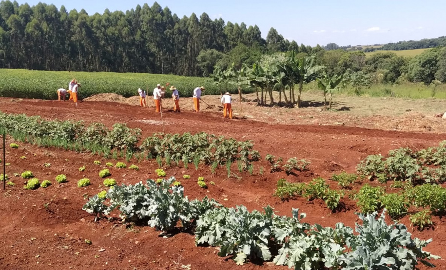 A Penitenciária Estadual de Cascavel (PEC) implementou um novo setor de trabalho para os presos: uma horta orgânica. O objetivo do projeto, denominado ?Volta ao Campo?, é prover uma alimentação com ainda mais qualidade aos detentos e, também, aos servidores do Departamento Penitenciário do Paraná (Depen) lotados na unidade, além da ressocialização, da remição de pena e da profissionalização dos detentos. - Cascavel, 28/02/2020 - Foto: Divulgação Depen PR