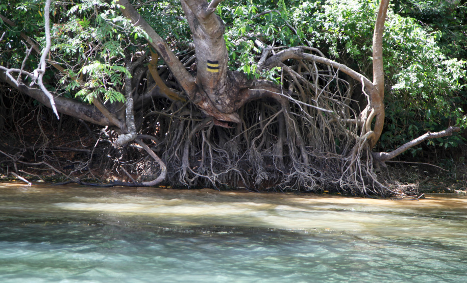 Ilhas, trilhas e praias cristalinas formam as belezas do Rio Paraná.Icaraíma - Foto: Ari Dias/AEN