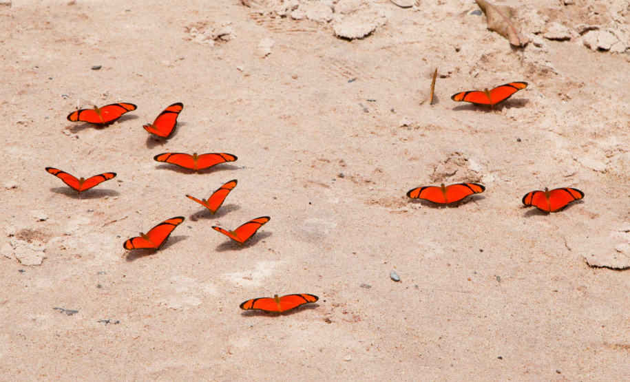 Ilhas, trilhas e praias cristalinas formam as belezas do Rio Paraná.Icaraíma - Foto: Ari Dias/AEN