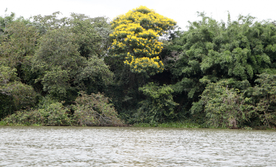 O Rio Paraná vai ganhar a Rota dos Pioneiros. O rio que dá nome ao Estado sempre foi uma importante rota de navegação. Ao longo dos séculos, indígenas, espanhóis, jesuítas, bandeirantes e migrantes de diferentes nacionalidades atravessaram as águas do Rio Paraná para encontrar em suas margens terras férteis para viver, explorar e conquistar.Foto: Ari Dias/AEN
