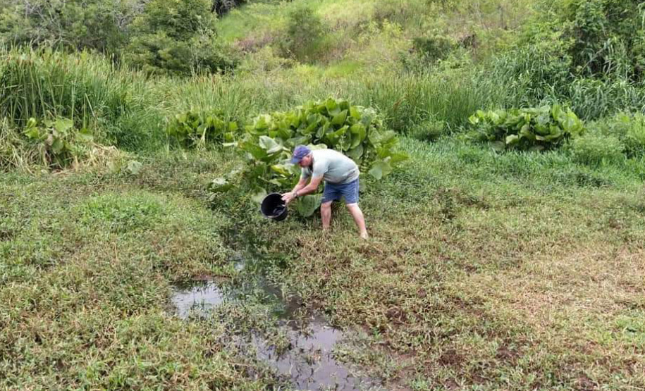 A Secretaria Municipal de Agricultura, Turismo e Meio Ambiente, com o apoio do Instituto de Desenvolvimento Rural do Paraná – Iapar-Emater e outros parceiros, está capturando alevinos de lambari no Lago do Parque Verde Vida e soltando em locais de proliferação do mosquito identificados pela Secretaria Municipal da Saúde. Os alevinos se alimentam das larvas, evitando que elas cheguem à fase adulta.Foto:Leandro Mello/Prefeitura de Barbosa Ferraz