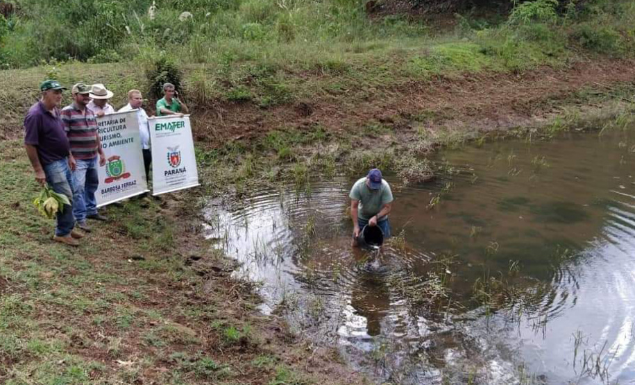 A Secretaria Municipal de Agricultura, Turismo e Meio Ambiente, com o apoio do Instituto de Desenvolvimento Rural do Paraná – Iapar-Emater e outros parceiros, está capturando alevinos de lambari no Lago do Parque Verde Vida e soltando em locais de proliferação do mosquito identificados pela Secretaria Municipal da Saúde. Os alevinos se alimentam das larvas, evitando que elas cheguem à fase adulta.Foto:Leandro Mello/Prefeitura de Barbosa Ferraz