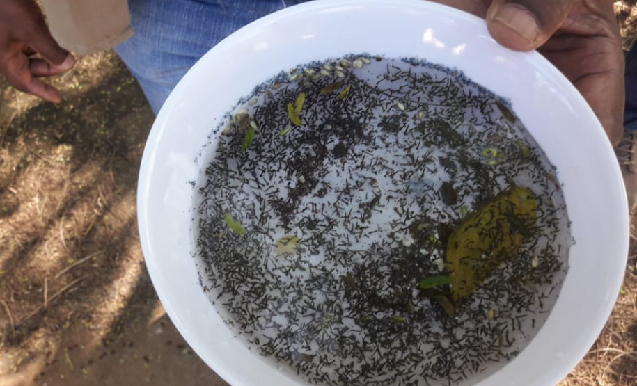 Governo reforça apoio aos municípios para combate à dengue. Foto:SESA