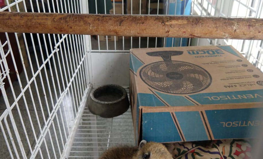 Instituto Água e Terra orienta sobre resgate de animais silvestres. Foto: Arquivo/CAFS/PMC/IAT