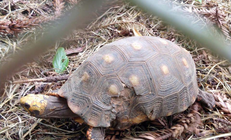 Instituto Água e Terra orienta sobre resgate de animais silvestres. Foto: Arquivo/CAFS/PMC/IAT