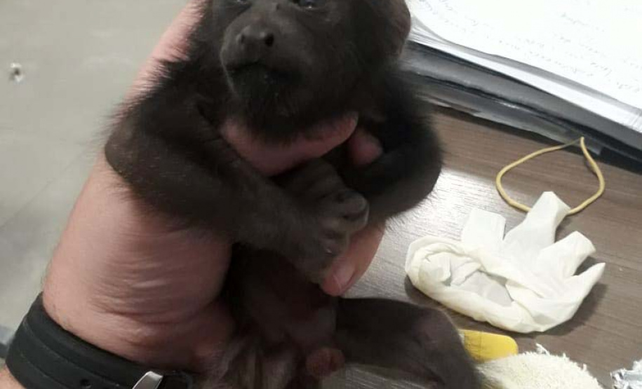 Instituto Água e Terra orienta sobre resgate de animais silvestres. Foto: Arquivo/CAFS/PMC/IAT