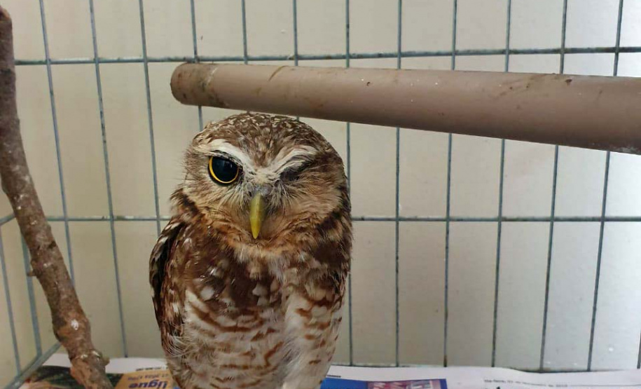 Instituto Água e Terra orienta sobre resgate de animais silvestres. Foto: Arquivo/CAFS/PMC/IAT