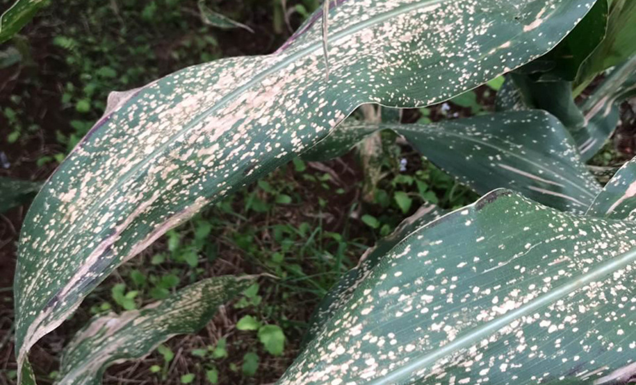 Publicações avaliam controle
da mancha branca do milho. Foto: Arquivo/AEN