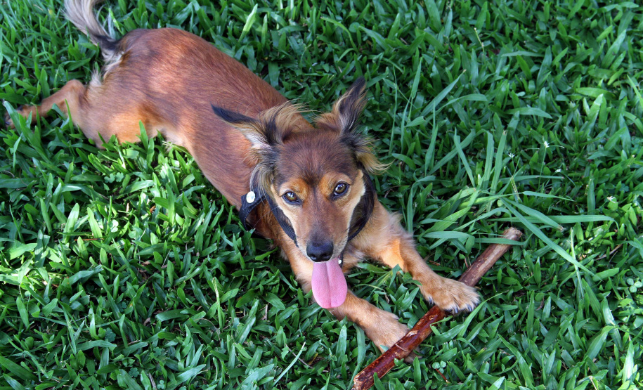 Cuidados de higiene devem ser estendidos a animais domésticos. Foto: Rodrigo Felix Leal