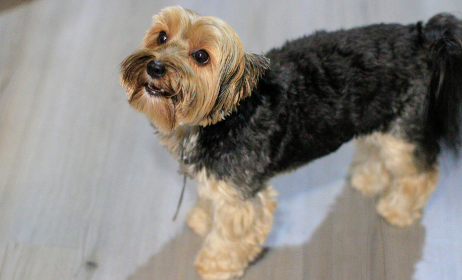 Cuidados de higiene devem ser estendidos a animais domésticos. Foto: Geraldo Bubniak/AEN