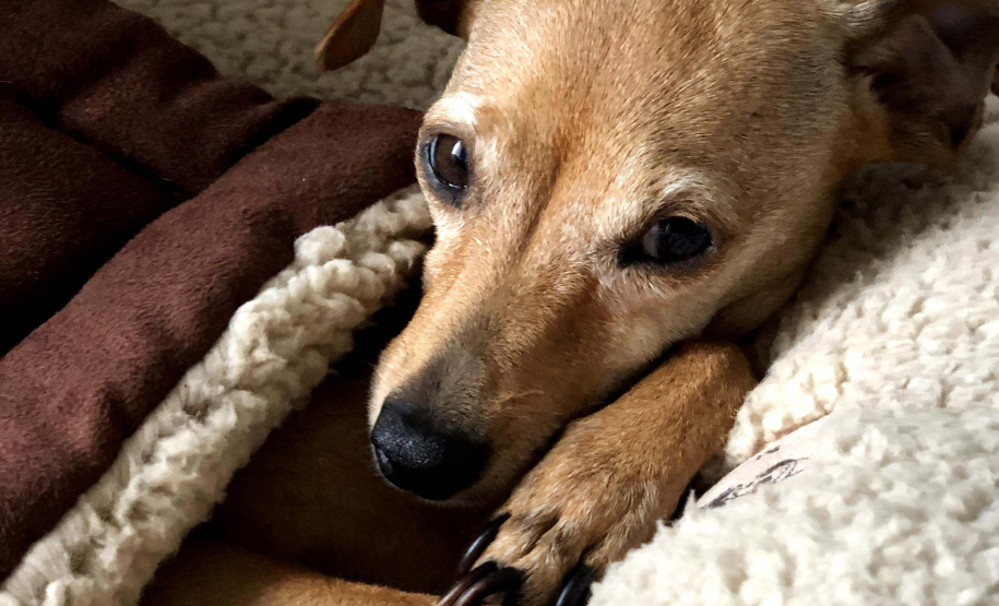 Cuidados de higiene devem ser estendidos a animais domésticos. Foto: Divulgação?AEN