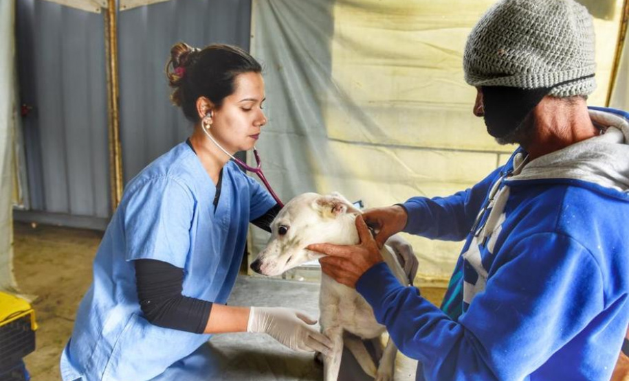 No Paraná, 15 mil animais domésticos serão castrados. Foto: Denis Ferreira Netto/SEDEST