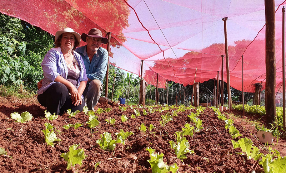 Com um uma propriedade de seis hectares em Janiópolis, na região Centro-Oeste do Paraná, os produtores rurais Valdirene e Mário Mataran, que trabalharam com bovinocultura de leite e olericultura, tinham dificuldade em aumentar a renda