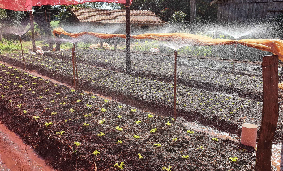 Com um uma propriedade de seis hectares em Janiópolis, na região Centro-Oeste do Paraná, os produtores rurais Valdirene e Mário Mataran, que trabalharam com bovinocultura de leite e olericultura, tinham dificuldade em aumentar a renda