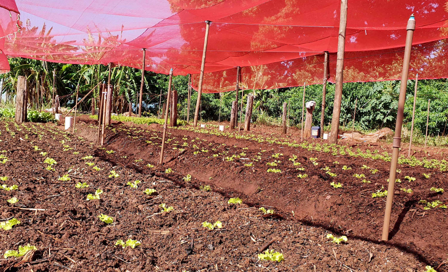 Com um uma propriedade de seis hectares em Janiópolis, na região Centro-Oeste do Paraná, os produtores rurais Valdirene e Mário Mataran, que trabalharam com bovinocultura de leite e olericultura, tinham dificuldade em aumentar a renda