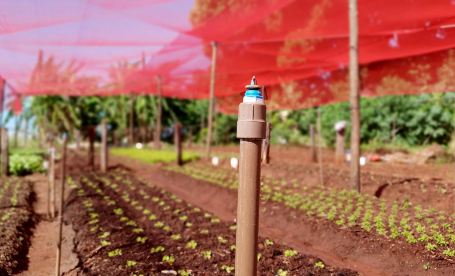 Com um uma propriedade de seis hectares em Janiópolis, na região Centro-Oeste do Paraná, os produtores rurais Valdirene e Mário Mataran, que trabalharam com bovinocultura de leite e olericultura, tinham dificuldade em aumentar a renda
