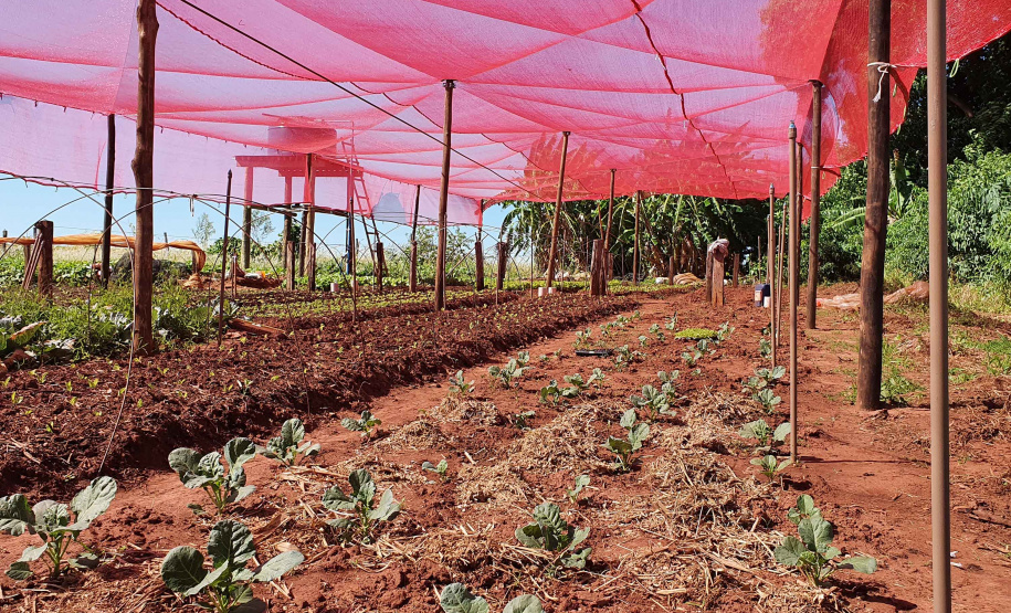 Com um uma propriedade de seis hectares em Janiópolis, na região Centro-Oeste do Paraná, os produtores rurais Valdirene e Mário Mataran, que trabalharam com bovinocultura de leite e olericultura, tinham dificuldade em aumentar a renda