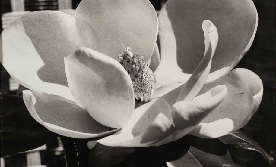 No Dia Mundial da Arte, comemorado em 15 de abril, o Museu Oscar Niemeyer (MON), em Curitiba, inaugura mais duas exposições virtuais na plataforma Google Arts & Culture