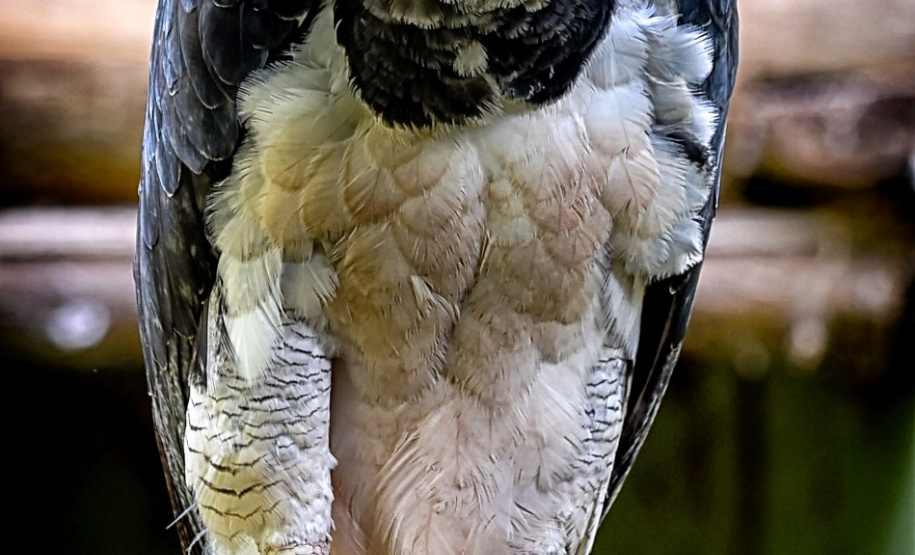 Expedição é criada para localizar harpia rara no Paraná. Foto: Denis Ferreira Netto/SEDEST