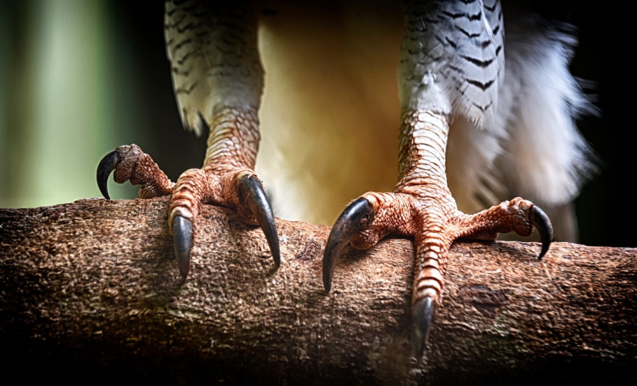 Expedição é criada para localizar harpia rara no Paraná. Foto: Denis Ferreira Netto/SEDEST