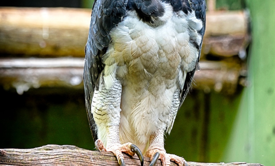 Expedição é criada para localizar harpia rara no Paraná. Foto: Denis Ferreira Netto/SEDEST