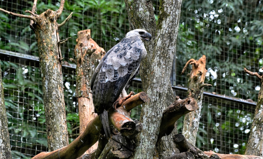 Expedição é criada para localizar harpia rara no Paraná. Foto: Denis Ferreira Netto/SEDEST