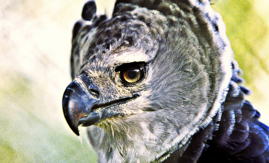 Expedição é criada para localizar harpia rara no Paraná. Foto: Denis Ferreira Netto/SEDEST