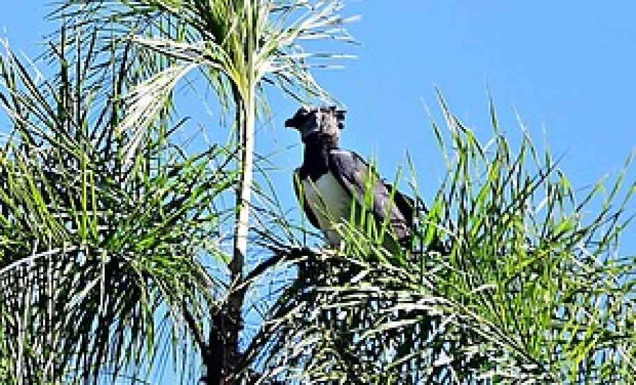Expedição é criada para localizar harpia rara no Paraná. Foto: Francisco Hamad