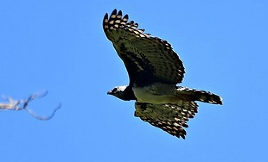 Expedição é criada para localizar harpia rara no Paraná. Foto: Francisco Hamad