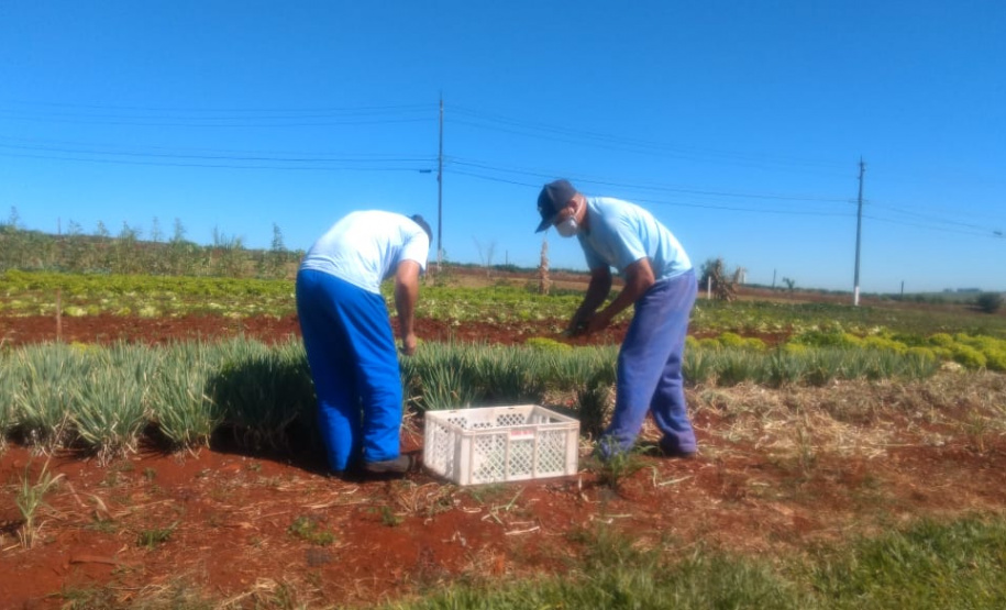 Parceria garante doação de pães e kits de hortaliças em Cascavel. Foto: Depen