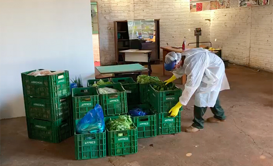 Muitos agricultores mudaram os hábitos de trabalho no campo devido à pandemia do coronavírus e passaram a adotar medidas adicionais de segurança. Um dos locais em que isso aconteceu é Centenário do Sul, no norte do Paraná, onde se estabeleceu uma parceria entre a Associação dos Pequenos Produtores de Centenário do Sul, a prefeitura e técnicos do Instituto de Desenvolvimento Rural do Paraná Iapar-Emater (IDR-Paraná).
Foto:SEAB