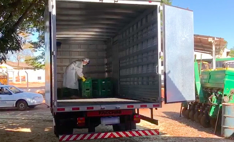 Muitos agricultores mudaram os hábitos de trabalho no campo devido à pandemia do coronavírus e passaram a adotar medidas adicionais de segurança. Um dos locais em que isso aconteceu é Centenário do Sul, no norte do Paraná, onde se estabeleceu uma parceria entre a Associação dos Pequenos Produtores de Centenário do Sul, a prefeitura e técnicos do Instituto de Desenvolvimento Rural do Paraná Iapar-Emater (IDR-Paraná).
Foto:SEAB