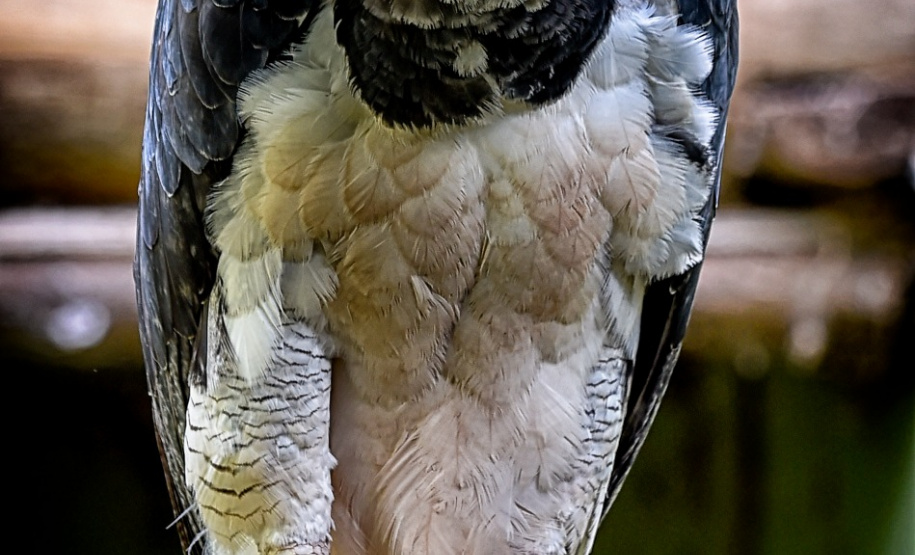 IAT orienta fazendeiros para preservação de harpia raraFoto: Denis Ferreira Netto/SEDEST