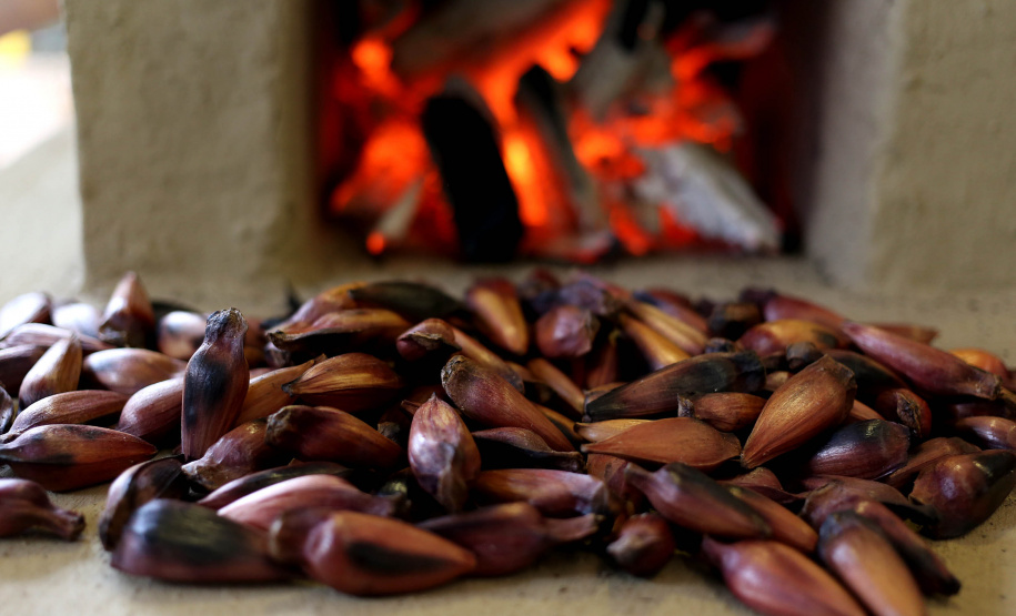 Paraná terá safra de pinhão menor este ano. Foto:Gilson Abreu/AEN